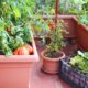 Gemüse im Balkonkasten - Anbau und Pflege