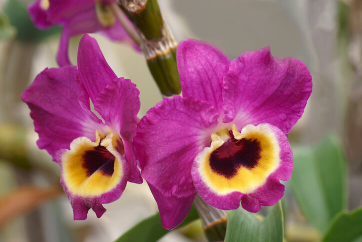 Generative Vermehrung