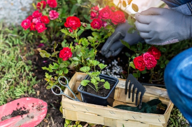 Geranien umtopfen - Zeitpunkt und Anleitung