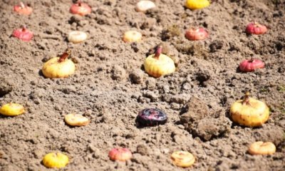 Gladiolenzwiebeln leicht einpflanzen