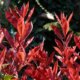Glanzmispel Red Robin verliert Blätter - was tun