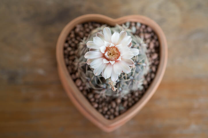 Gymnocalycium richtig gießen