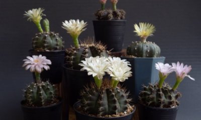Gymnocalycium richtig pflegen