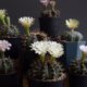 Gymnocalycium richtig pflegen