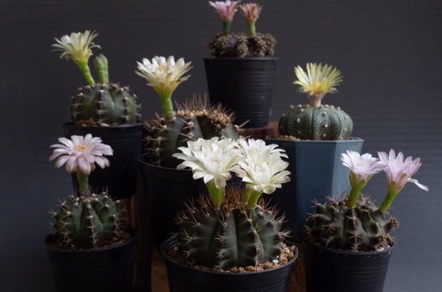 Gymnocalycium richtig pflegen
