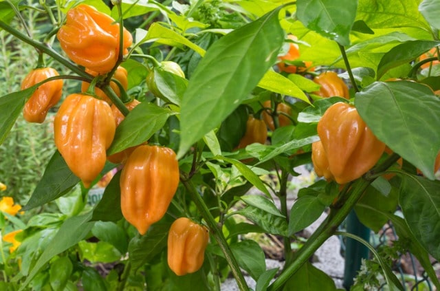 Habanero pflanzen - so wird es gemacht!