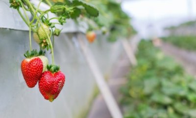 Hängende Erdbeeren - die besten Sorten im Überblick