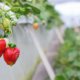Hängende Erdbeeren - die besten Sorten im Überblick