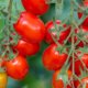 Hängende Tomaten züchten