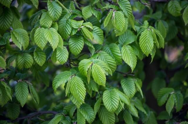 Hainbuchenhecke düngen - Zeitpunkt und Anleitung