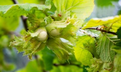 Haselnusshecke anbauen - was ist zu beachten