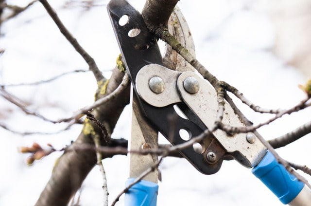 Hecke im Winter schneiden - Zeitpunkt und Anleitung