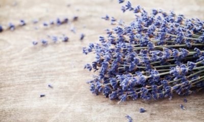 Hilft Lavendel gegen Insekten