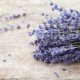 Hilft Lavendel gegen Insekten