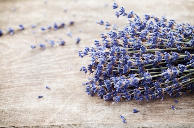 Hilft Lavendel gegen Insekten