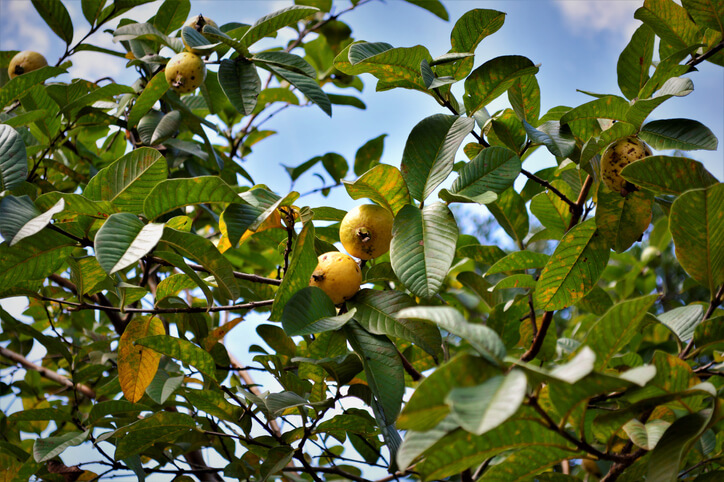 Hinweis zu den verschiedenen Guavensorten