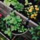 Hochbeet im Schatten - welche Pflanzen passen am besten