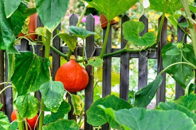 Hokkaido erfolgreich selber ziehen