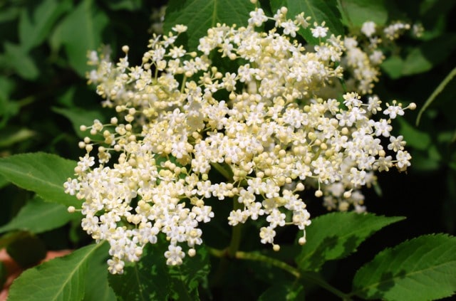 Holunder Wurzeln entfernen - Tipps und Tricks