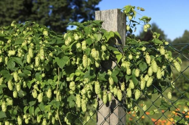 Hopfen als Kletterpflanze im Garten ziehen
