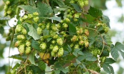 Hopfen auf dem Balkon pflanzen