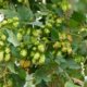 Hopfen auf dem Balkon pflanzen