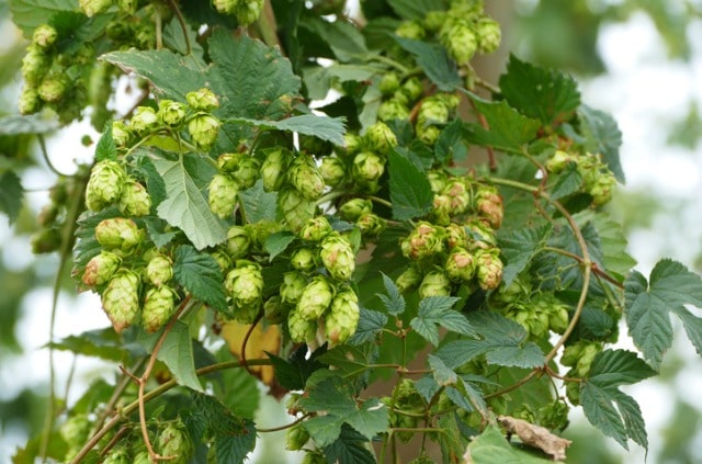 Hopfen auf dem Balkon pflanzen