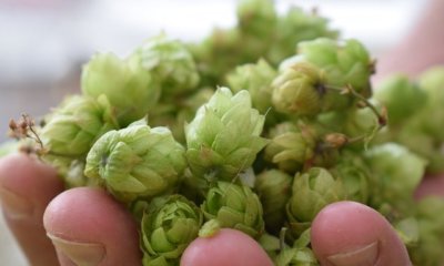 Hopfen richtig lagern - Tipps und Tricks