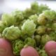 Hopfen richtig lagern - Tipps und Tricks