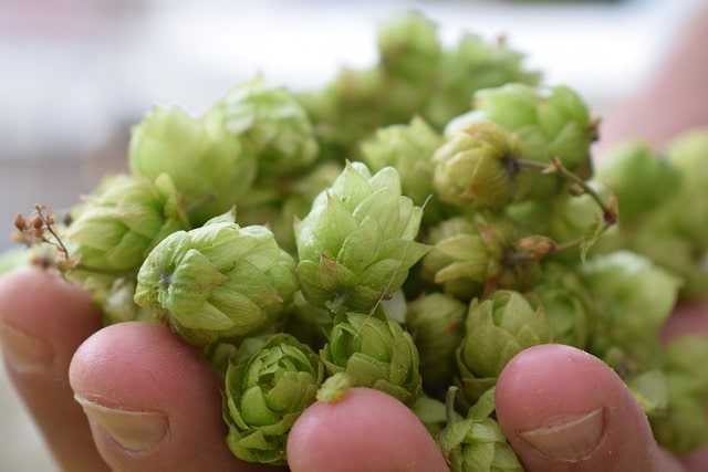 Hopfen richtig lagern - Tipps und Tricks