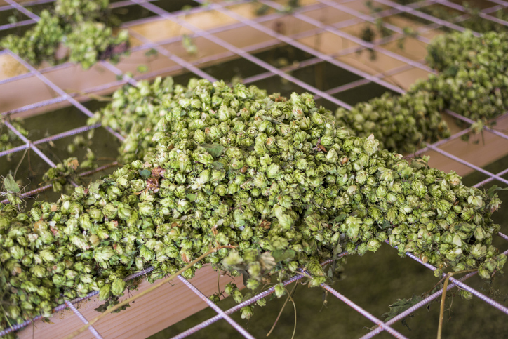Hopfen trocknen