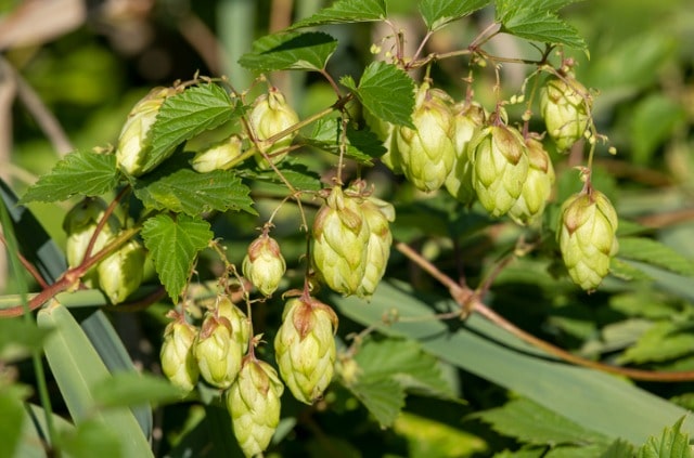 Hopfen vermehren über Samen und Wurzelableger