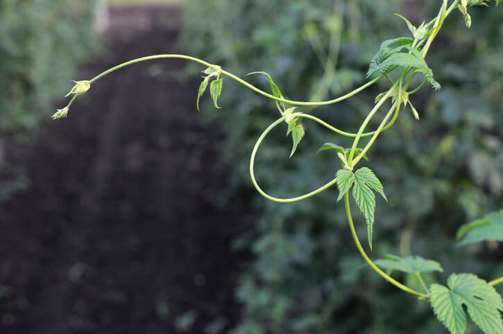 Hopfenpflanzen vermehren über Wurzelableger