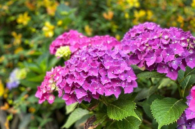 Hortensien - diese Größen können erreicht werden