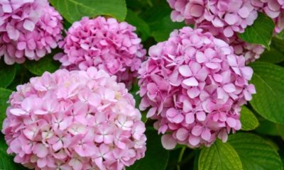 Hortensien lila oder rosa färben