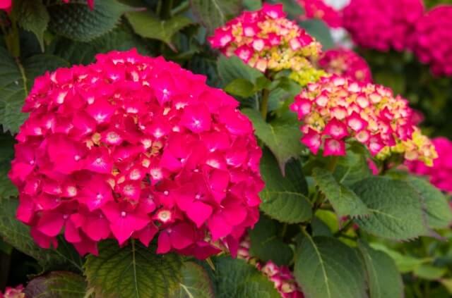 Hortensien rot färben - gewusst wie!