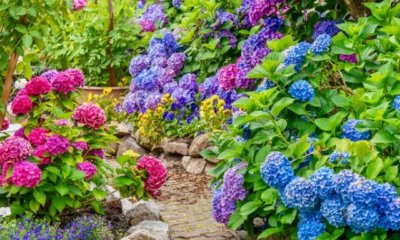 Hortensienbeet anlegen - schöne Ideen und Tipps