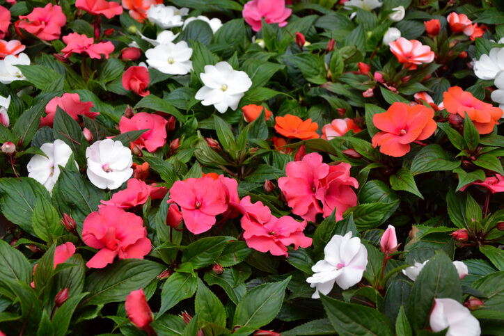 Impatiens walleriana vermehren
