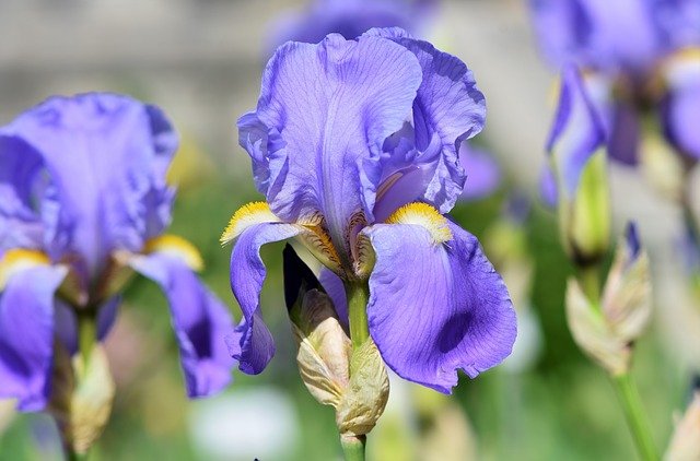 Iris einpflanzen - so geht's am besten!