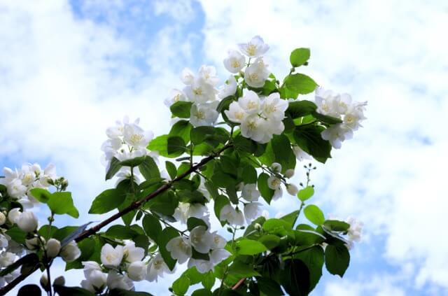 Ist Duftjasmin winterhart