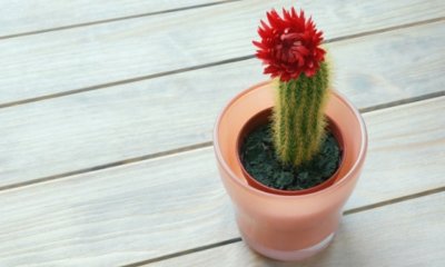 Ist Echinocereus winterhart