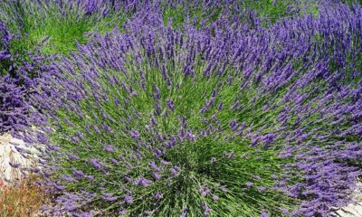 Ist Lavendel für Menschen und Tiere giftig