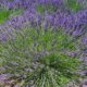 Ist Lavendel für Menschen und Tiere giftig