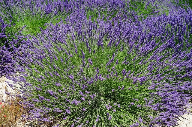 Ist Lavendel für Menschen und Tiere giftig