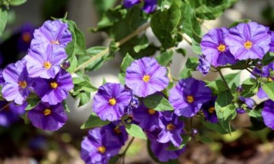 Ist Solanum Rantonnetii winterhart