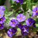 Ist Solanum Rantonnetii winterhart