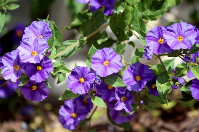 Ist Solanum Rantonnetii winterhart