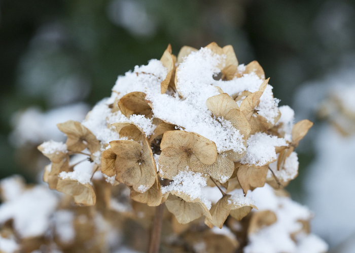 Ist die Bauernhortensie winterhart