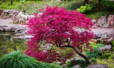 Japanischer Ahorn - die richtige Düngung