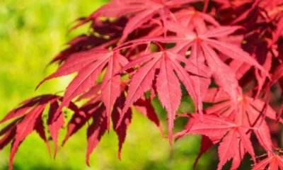 Japanischer Ahorn hat trockene Blätter - was tun